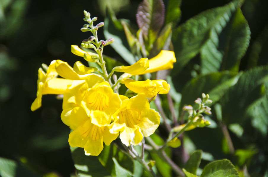 Flor amarilla - Windhoek - Namibia